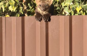 Под Тверью куница пришла в гости к жителям деревни Под Тверью куница пришла в гости к жителям деревни