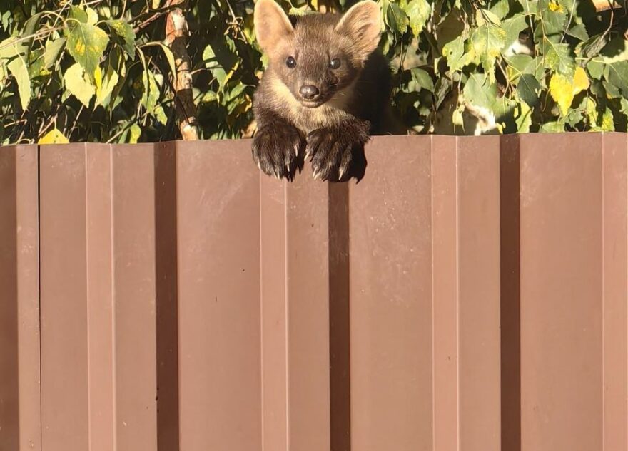 Под Тверью куница пришла в гости к жителям деревни