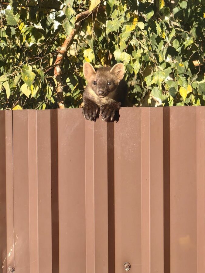 Под Тверью куница пришла в гости к жителям деревни