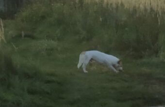 Под Тверью бездомный пес чуть не разорвал собачку