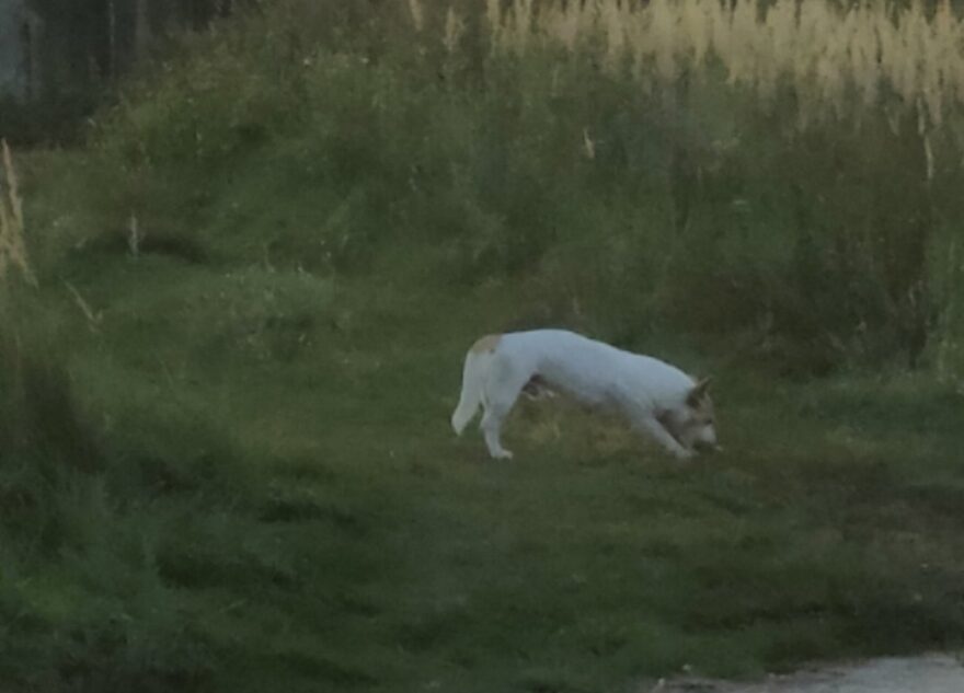 Под Тверью бездомный пес чуть не разорвал собачку