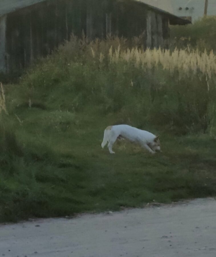 Под Тверью бездомный пес чуть не разорвал собачку