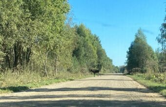 За месяц в ДТП с лосями в Тверской области погибли 5 человек За месяц в ДТП с лосями в Тверской области погибли 5 человек