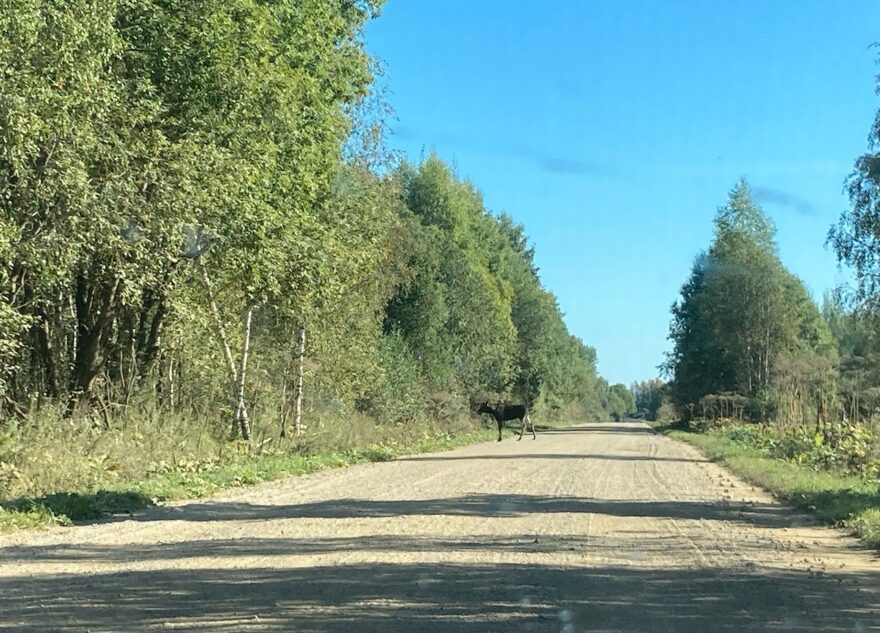В Тверской области лось выбежал на дорогу и напугал жителей