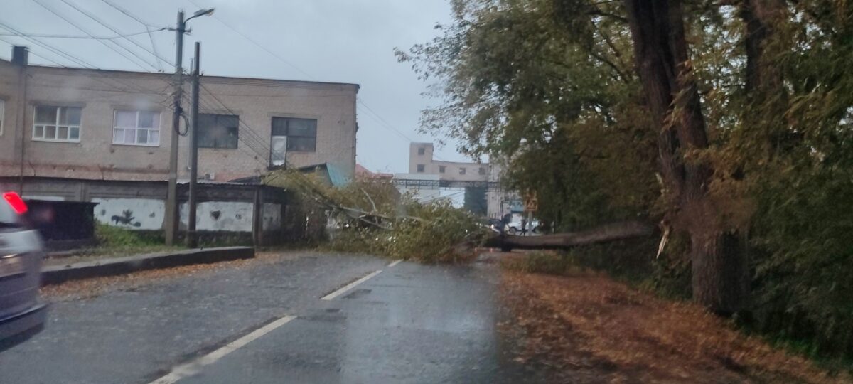 В Твери образовалась большая пробка из-за упавшего дерева