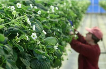 Школьников могут привлечь к осенним сельхозработам Школьников могут привлечь к осенним сельхозработам