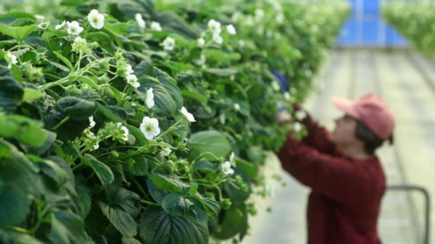 Школьников могут привлечь к осенним сельхозработам