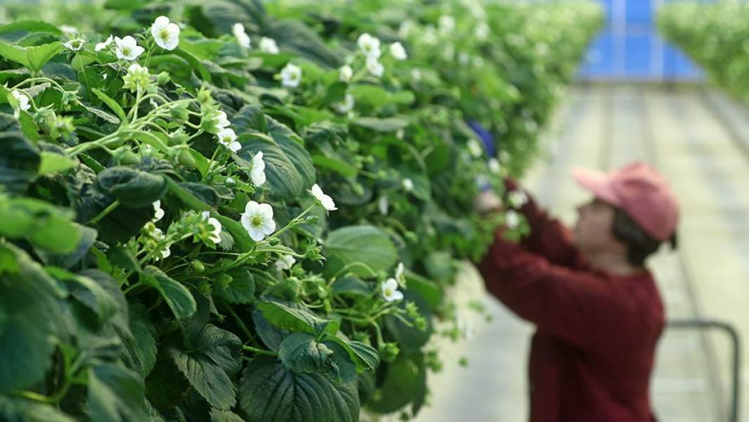 Школьников могут привлечь к осенним сельхозработам