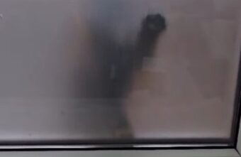 В Твери приносящий счастье котенок стучался в окна работников офиса В Твери приносящий счастье котенок стучался в окна работников офиса