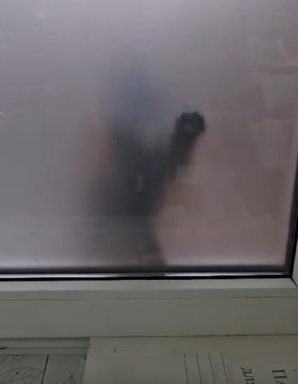 В Твери приносящий счастье котенок стучался в окна работников офиса