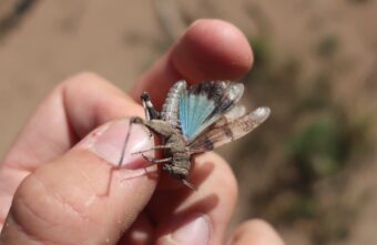 Под Тверью нашли редкое сияющее насекомое из Красной книги Под Тверью нашли редкое сияющее насекомое из Красной книги