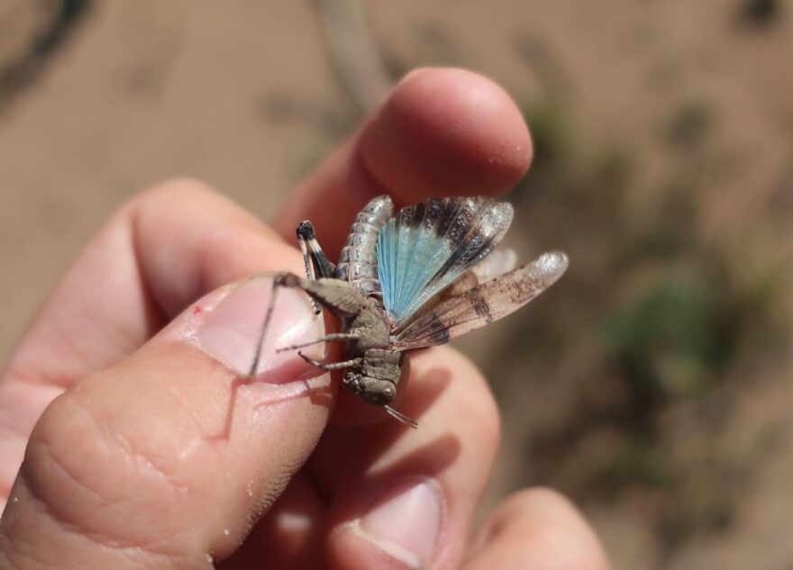 Под Тверью нашли редкое сияющее насекомое из Красной книги