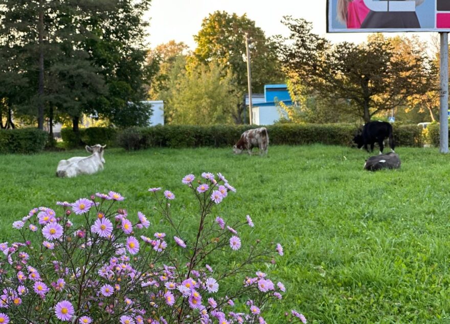 Жители Тверской области радуются коровам, пасущимся в городе