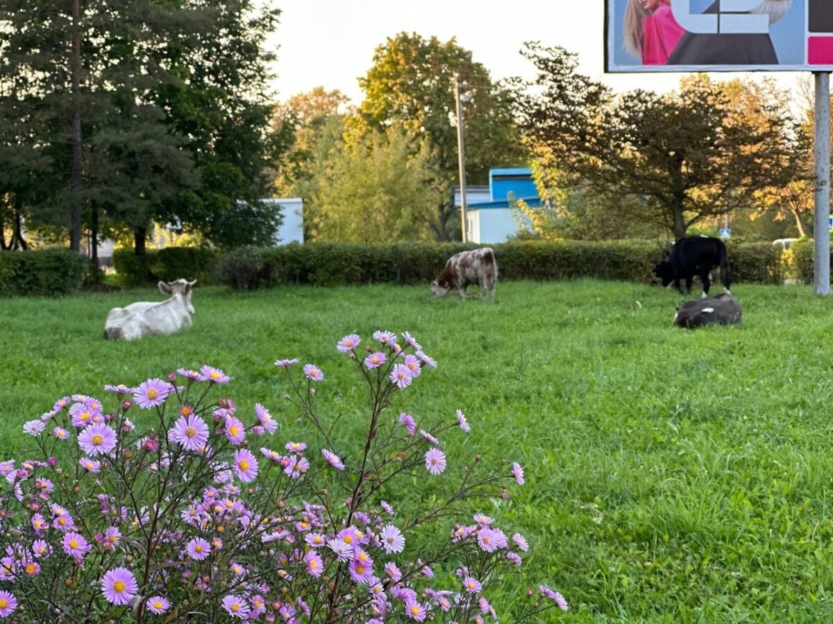 Жители Тверской области радуются коровам, пасущимся в городе