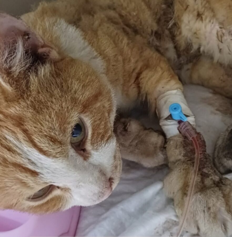 Тверским волонтерам удалось спасли кота, израненного от удара током Тверским волонтерам удалось спасли кота, израненного от удара током