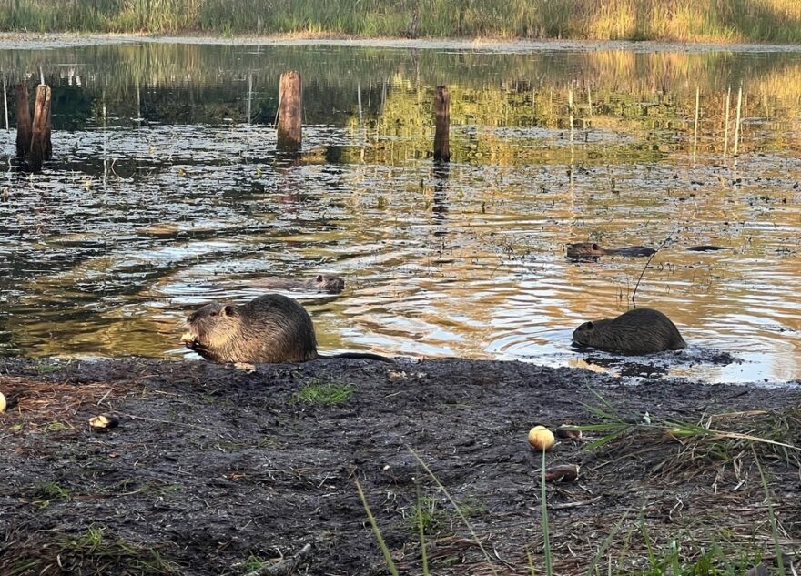 В Тверской области ищут добровольцев для ловли нутрий