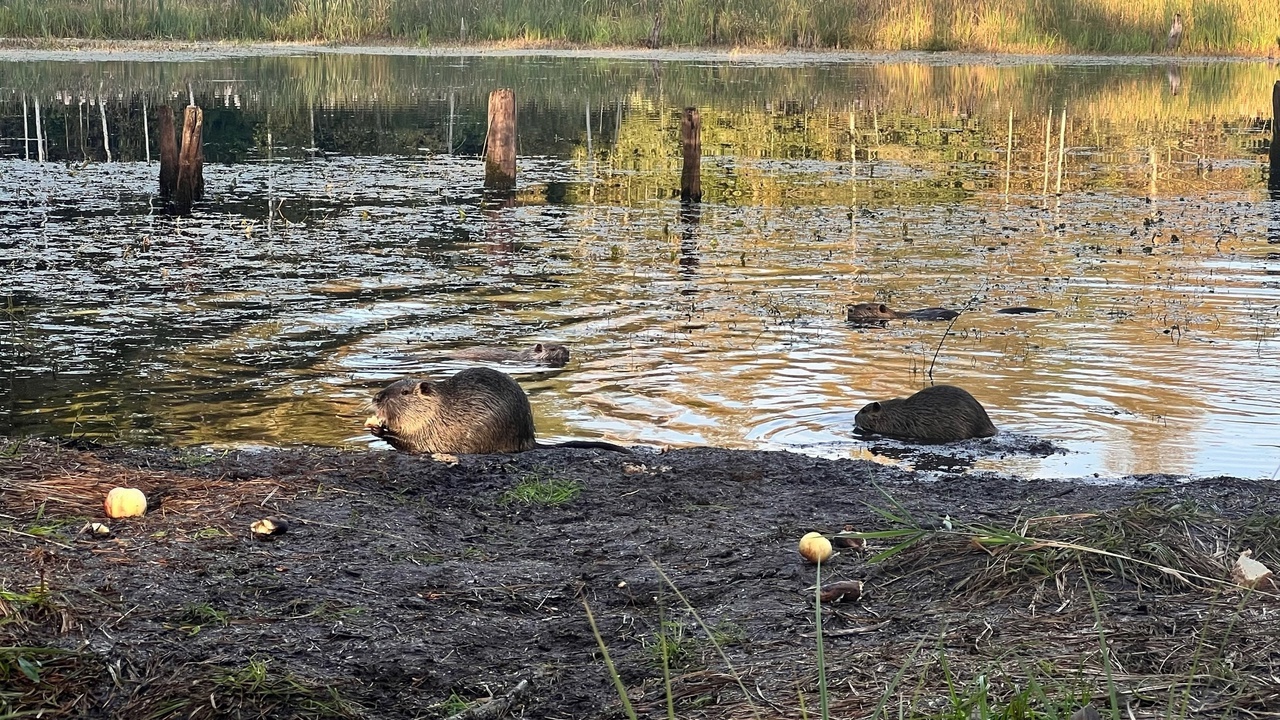 В Тверской области ищут добровольцев для ловли нутрий