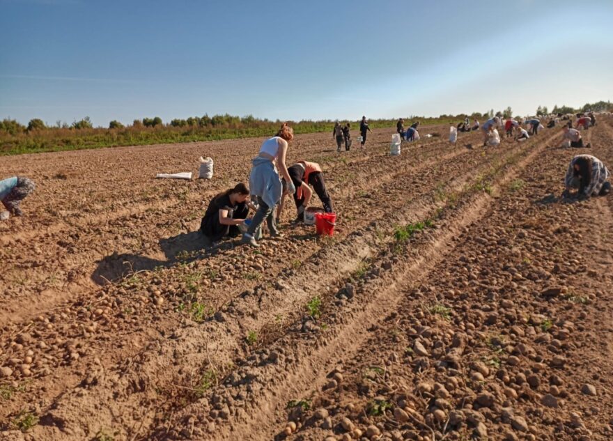 В Лихославльском округе семьи вышли на сбор урожая