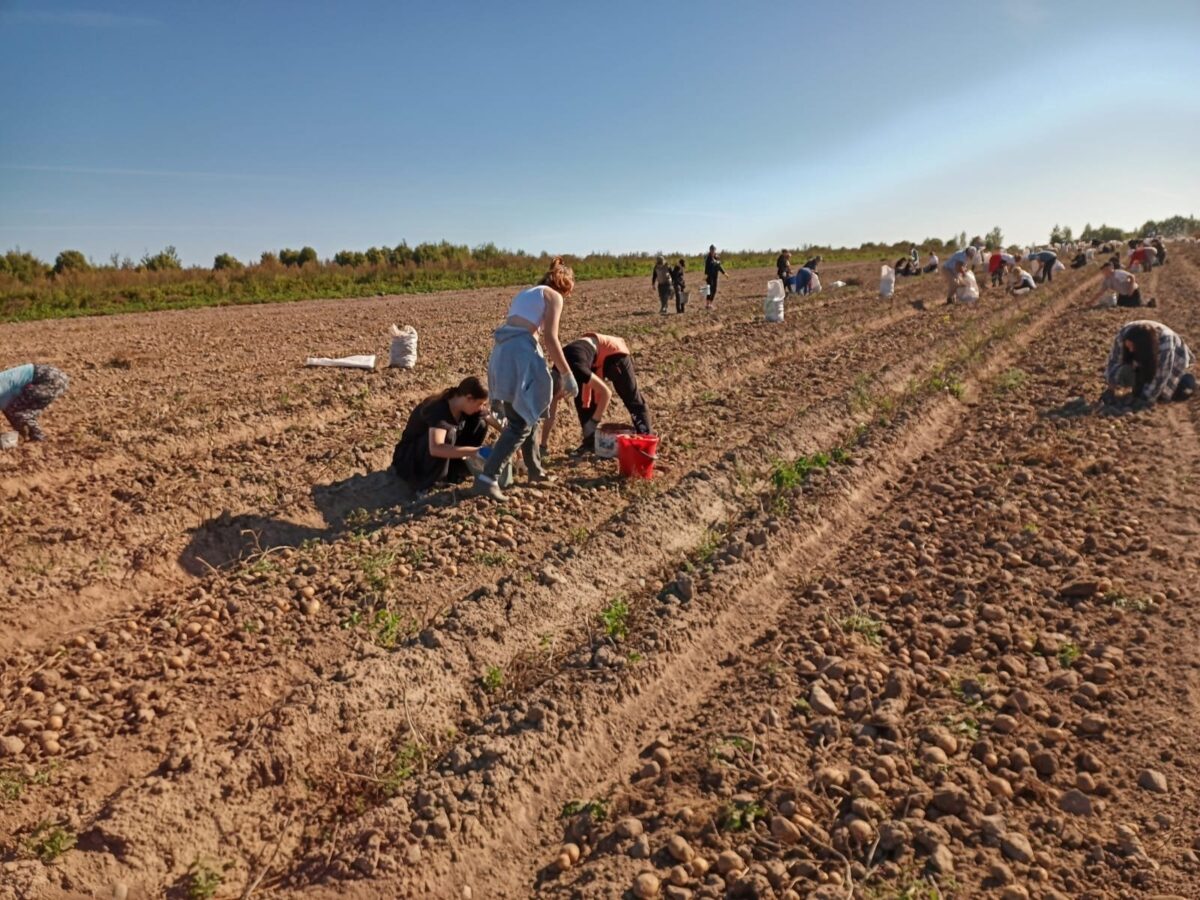 В Лихославльском округе семьи вышли на сбор урожая