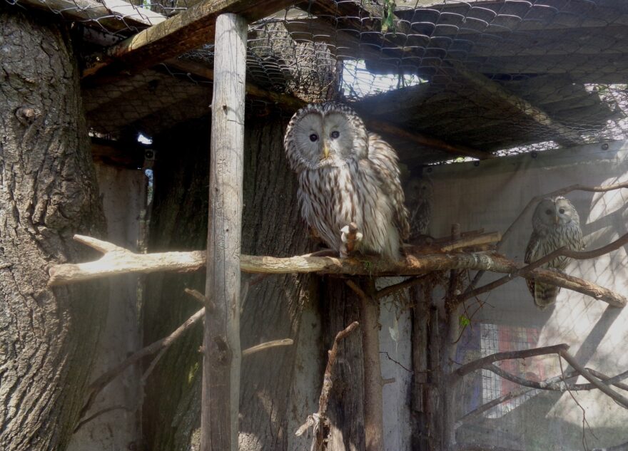 В Тверской области умерла известная Мадам Муромская