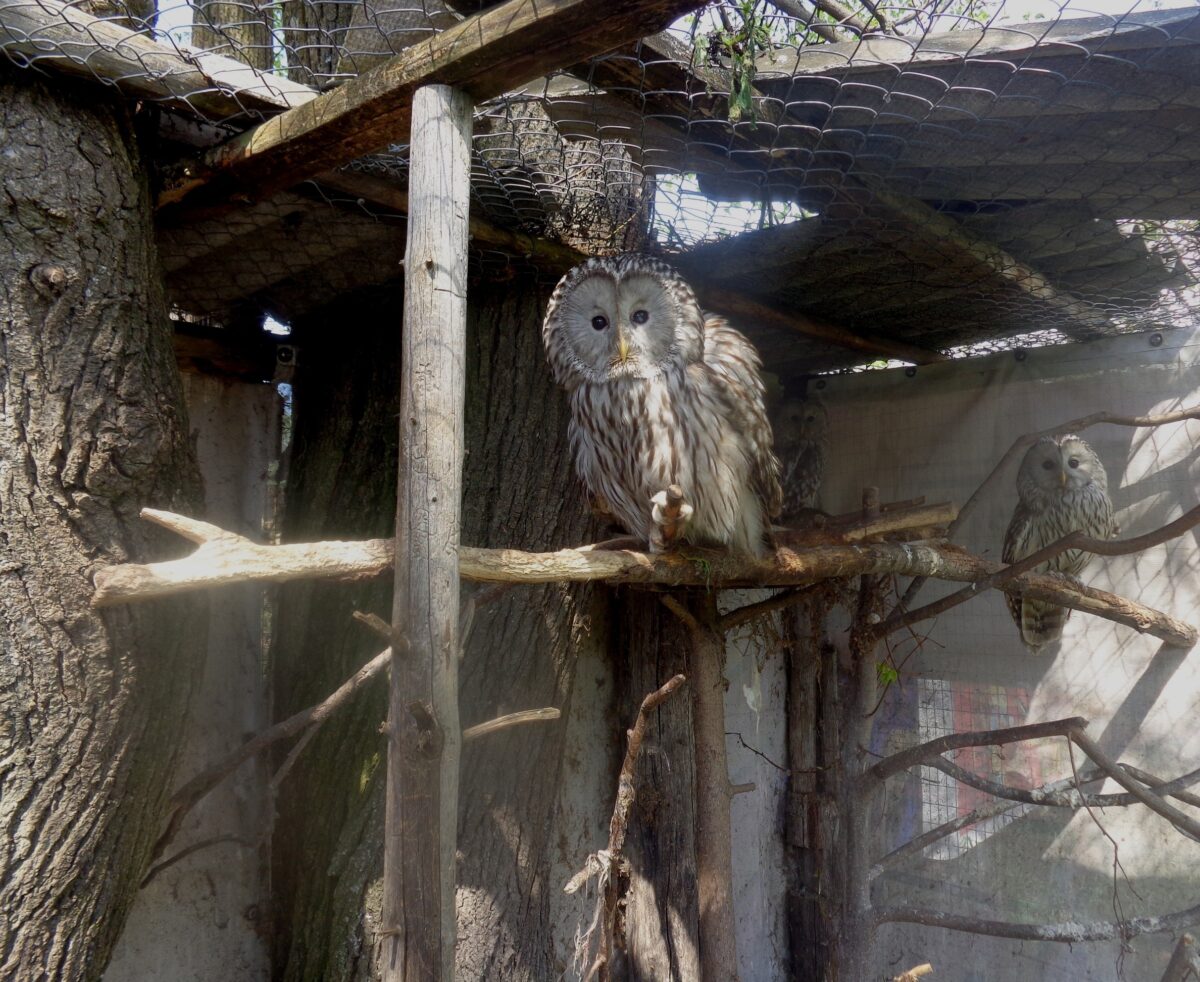 В Тверской области умерла известная Мадам Муромская