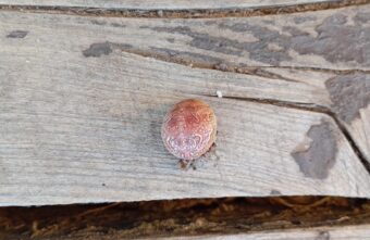 Жительница Тверской области нашла в своем доме упитанного паука