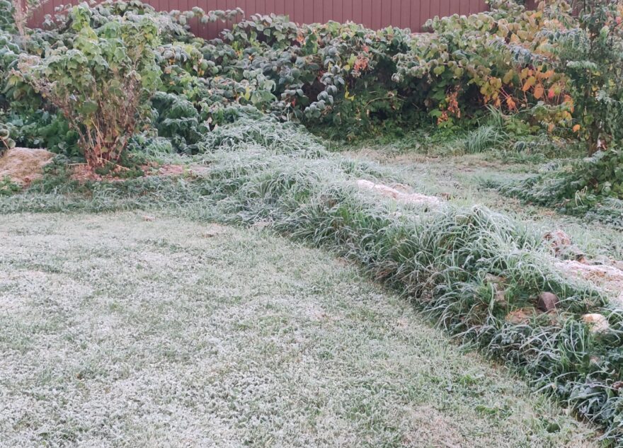 В Тверскую область пришли первые заморозки
