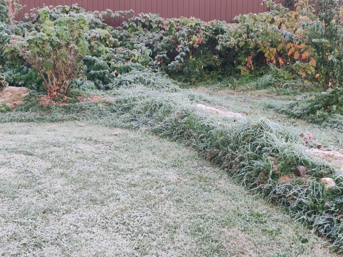 В Тверскую область пришли первые заморозки В Тверскую область пришли первые заморозки