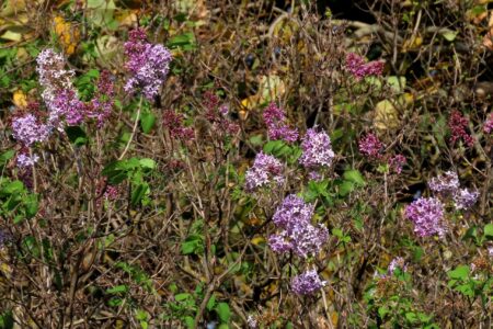В Тверской области из-за жары повторно зацвела сирень В Тверской области из-за жары повторно зацвела сирень
