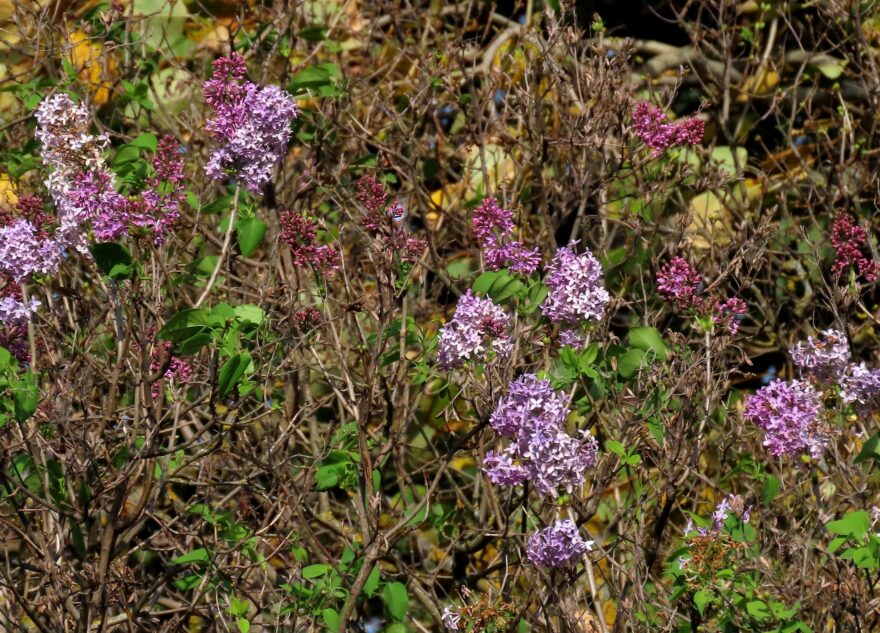 В Тверской области из-за жары повторно зацвела сирень