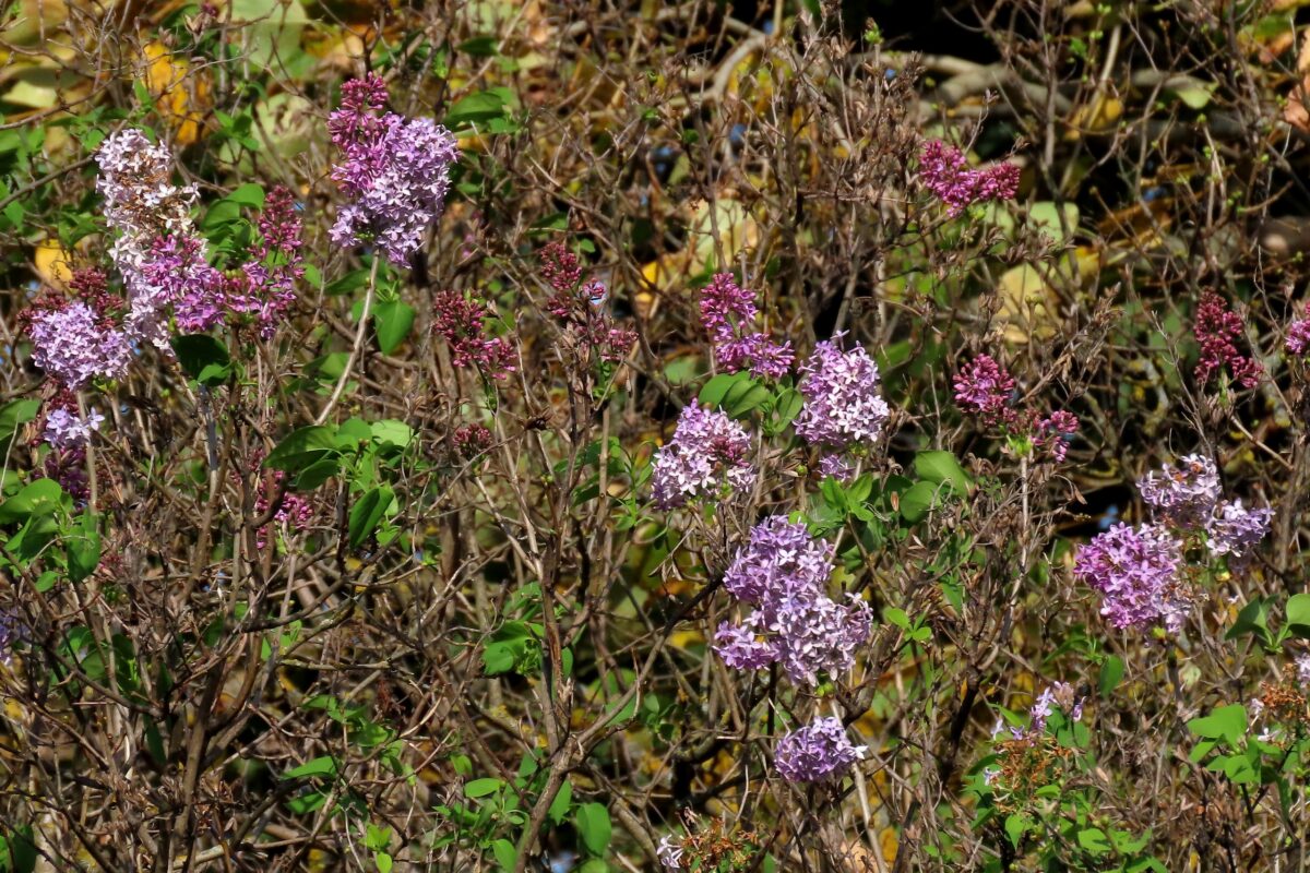 В Тверской области из-за жары повторно зацвела сирень