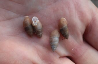 В Центральном районе Твери обнаружили редких "трехзубых" улиток