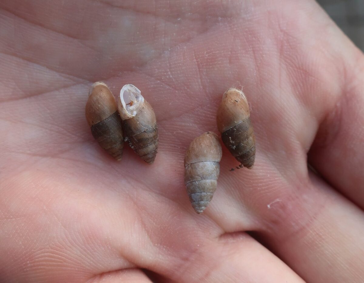 В Центральном районе Твери обнаружили редких "трехзубых" улиток