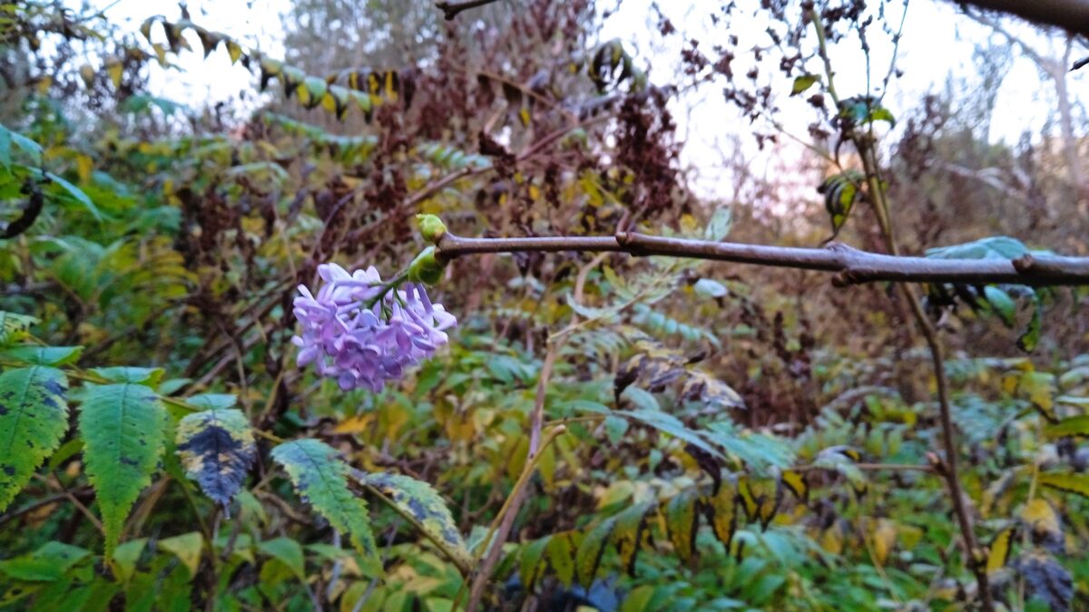 В конце сентября в Твери ожидаемо зацвела сирень