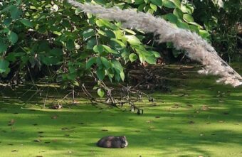 В Тверской области сняли на видео непонятного зверя В Тверской области сняли на видео непонятного зверя