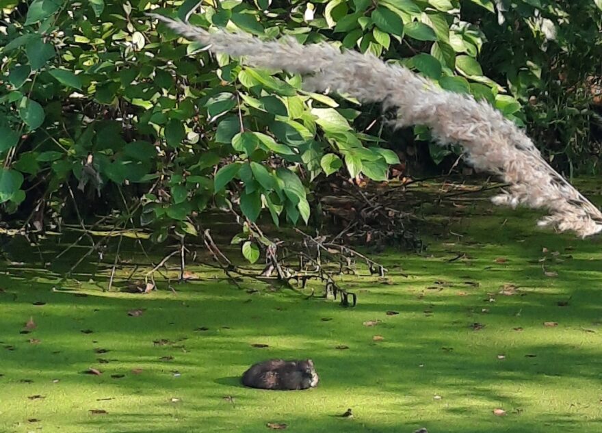 В Тверской области сняли на видео непонятного зверя В Тверской области сняли на видео непонятного зверя