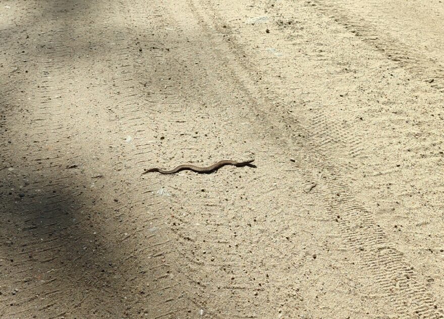 По дороге в Тверской области ползают змеи