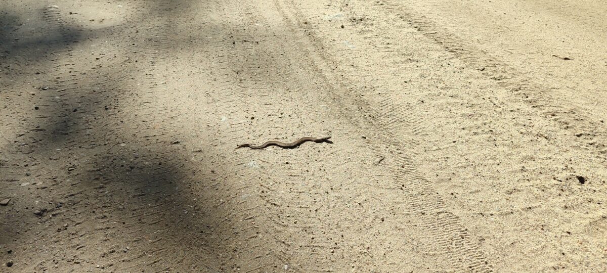 По дороге в Тверской области ползают змеи