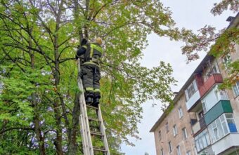 В Тверской области спасли кошку, повисшую между веток на дереве В Тверской области спасли кошку, повисшую между веток на дереве