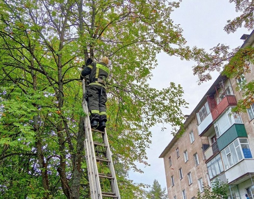 В Тверской области спасли кошку, повисшую между веток на дереве В Тверской области спасли кошку, повисшую между веток на дереве