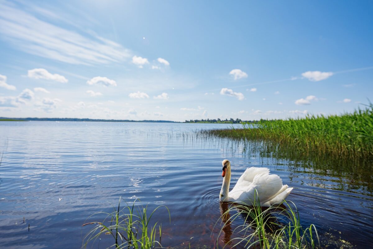 Торопчанка Елена Климкина написала песню в поддержку родного города