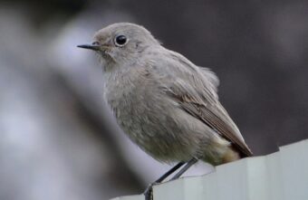 В Тверской области встретили редкую птицу с оранжевым хвостом В Тверской области встретили редкую птицу с оранжевым хвостом