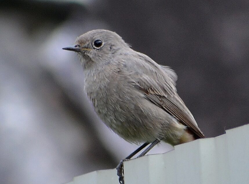 В Тверской области встретили редкую птицу с оранжевым хвостом