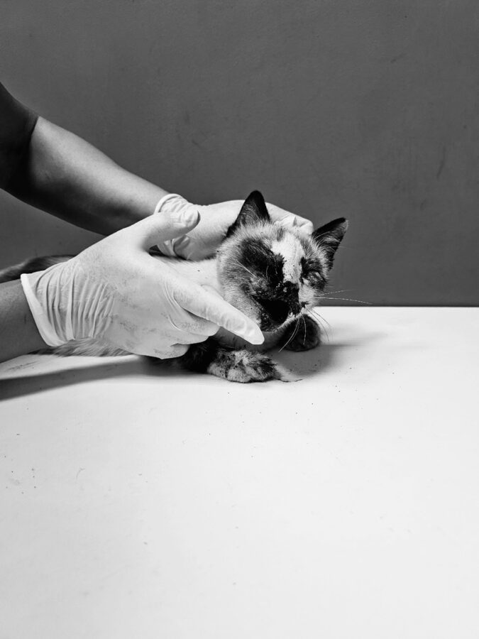 В Тверской области не смогли спасти кошку, которую переехала машина