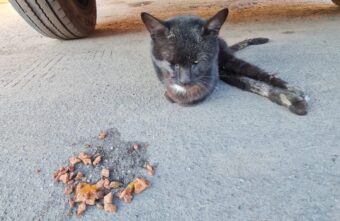 В Тверской области волонтеры спасли кота, которого хотели закопать