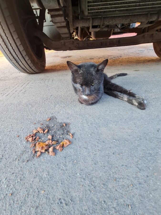 В Тверской области волонтеры спасли кота, которого хотели закопать