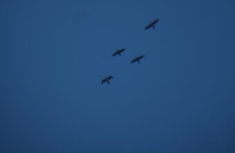 Над Тверской областью заметили больших бакланов