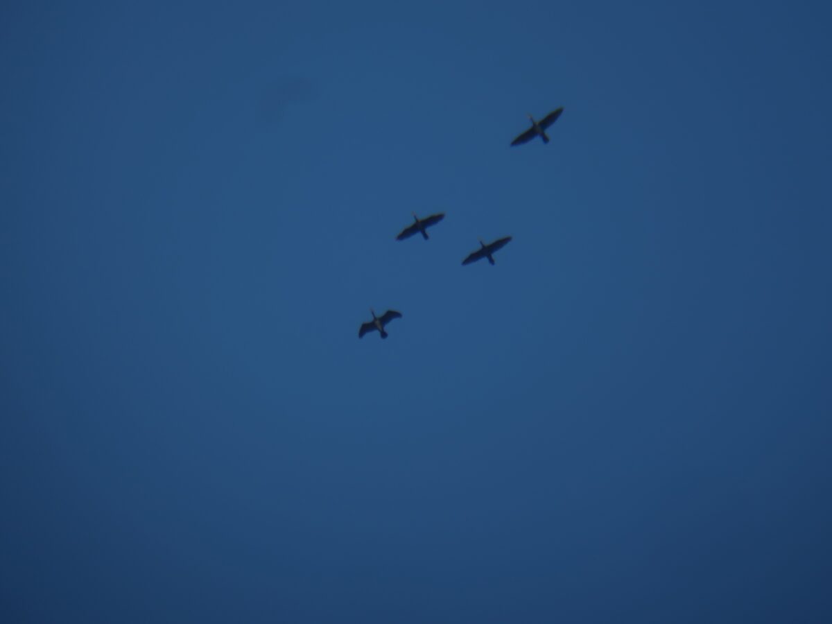 Над Тверской областью заметили больших бакланов