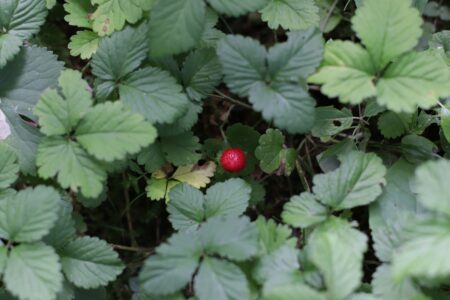 Тверской земляникой можно лечить колотые раны и укусы змей Тверской земляникой можно лечить колотые раны и укусы змей
