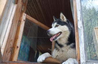 В Тверской области ищут больную эпилепсией собаку В Тверской области ищут больную эпилепсией собаку